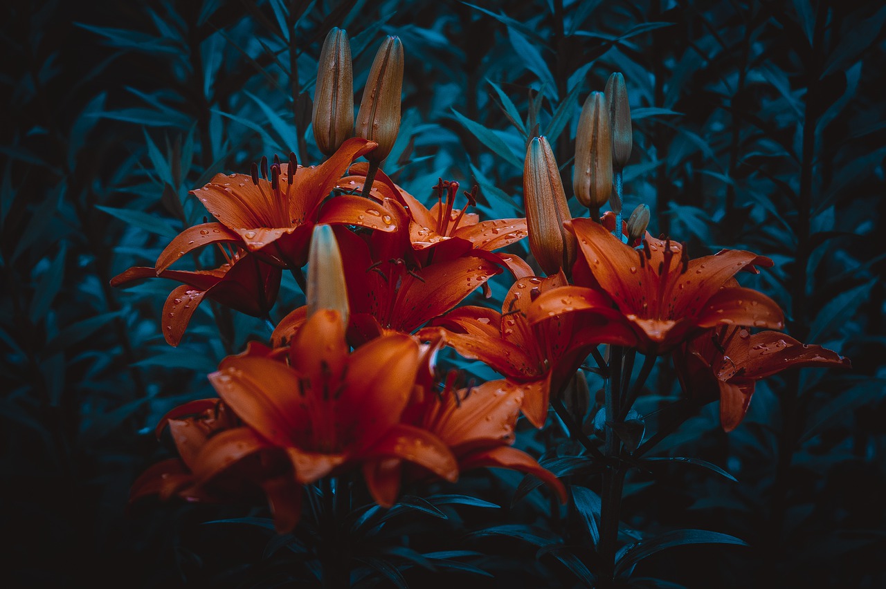 Lily Clove Pink Flower Bloom Rose - lovkis1973 / Pixabay