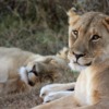 Lion Animal Lioness Mammal  - DesmondTwo2 / Pixabay