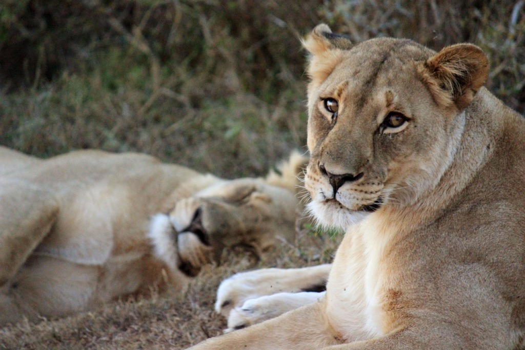 Lion Animal Lioness Mammal  - DesmondTwo2 / Pixabay