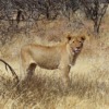 Lion Animal Mammal Predator  - fransoopatrick / Pixabay