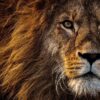 lion animal mammal predator mane 3576045