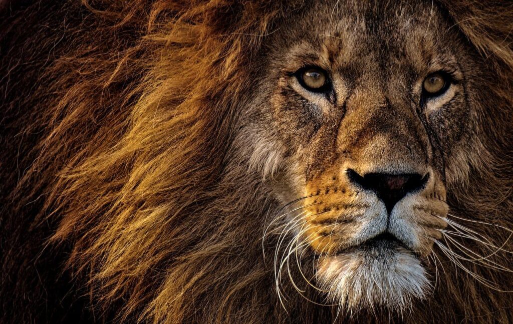 lion animal mammal predator mane 3576045