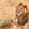 Lion Cub Feline Predator Carnivore  - antonytrivet / Pixabay
