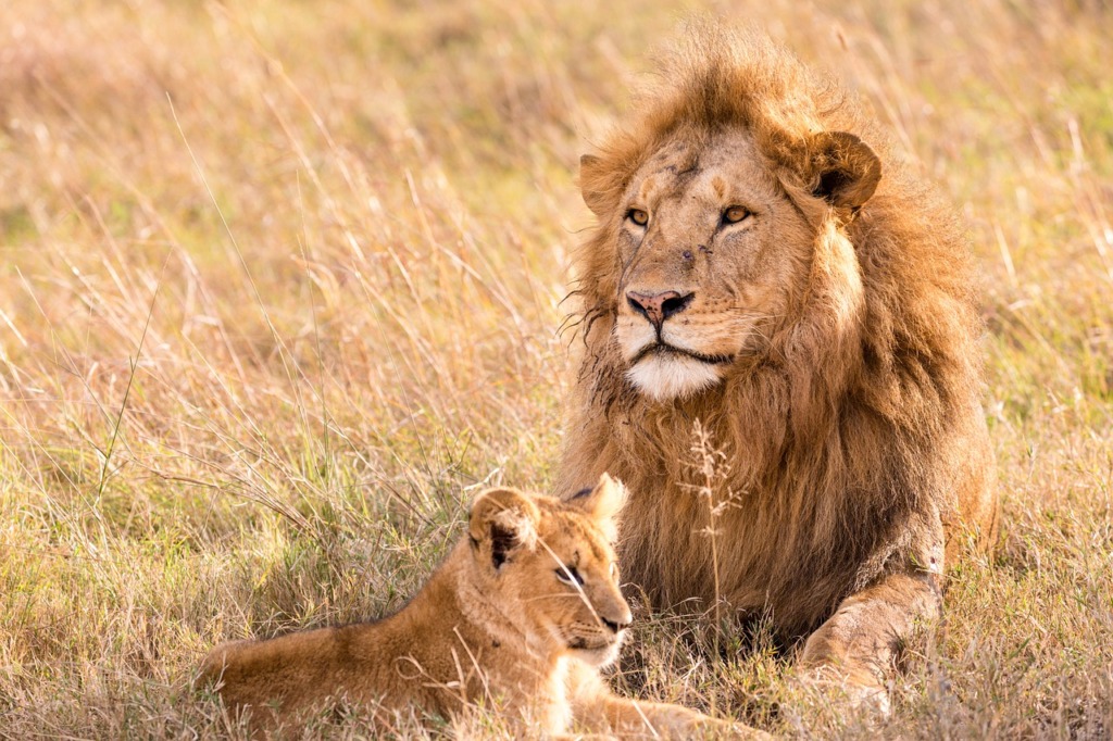 Lion Cub Feline Predator Carnivore  - antonytrivet / Pixabay