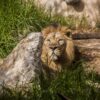 Lion Feline Carnivore  - elenaPL21 / Pixabay