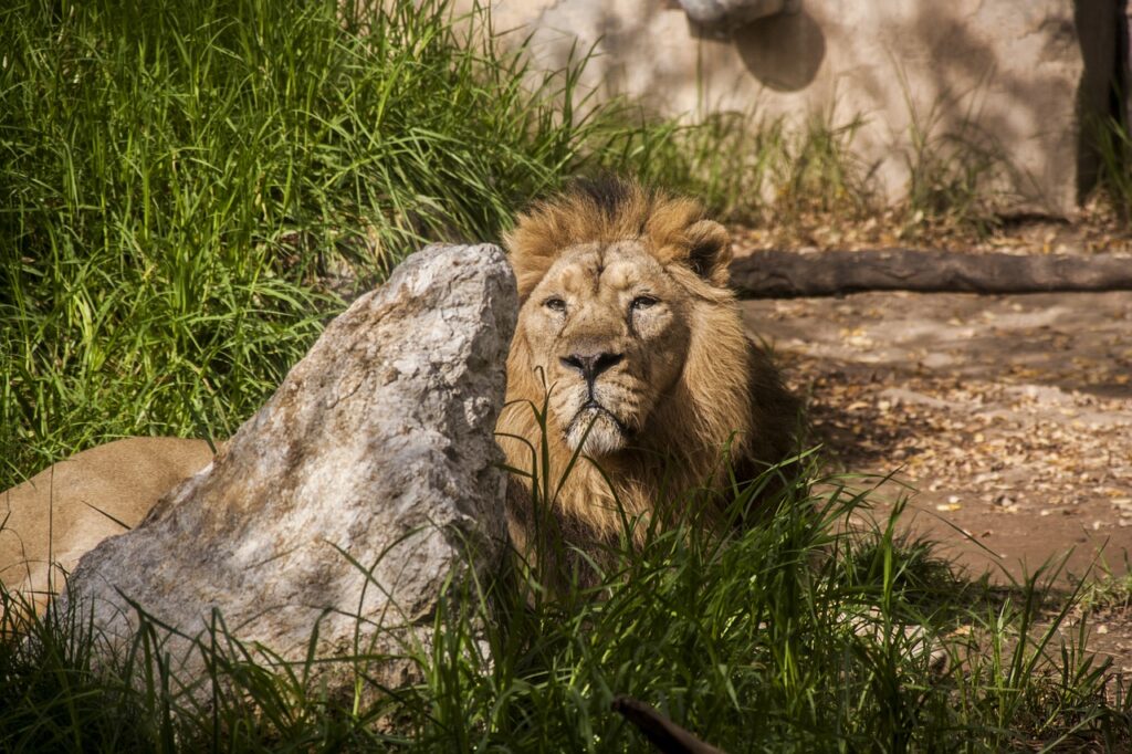 Lion Feline Carnivore  - elenaPL21 / Pixabay