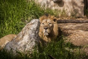 Lion Feline Carnivore  - elenaPL21 / Pixabay