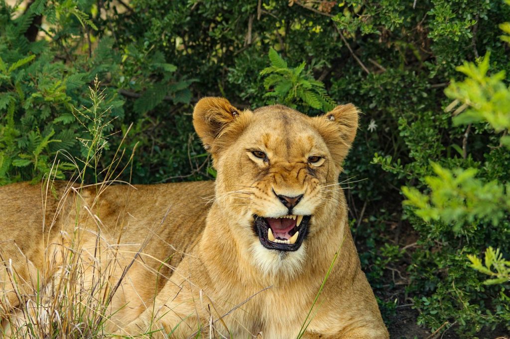 Lion Growl Snarl Lioness Teeth  - mykilele / Pixabay