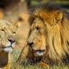 Lion King Lioness Predators Mane  - StephenAntonio / Pixabay