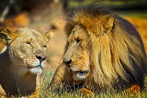 Lion King Lioness Predators Mane  - StephenAntonio / Pixabay