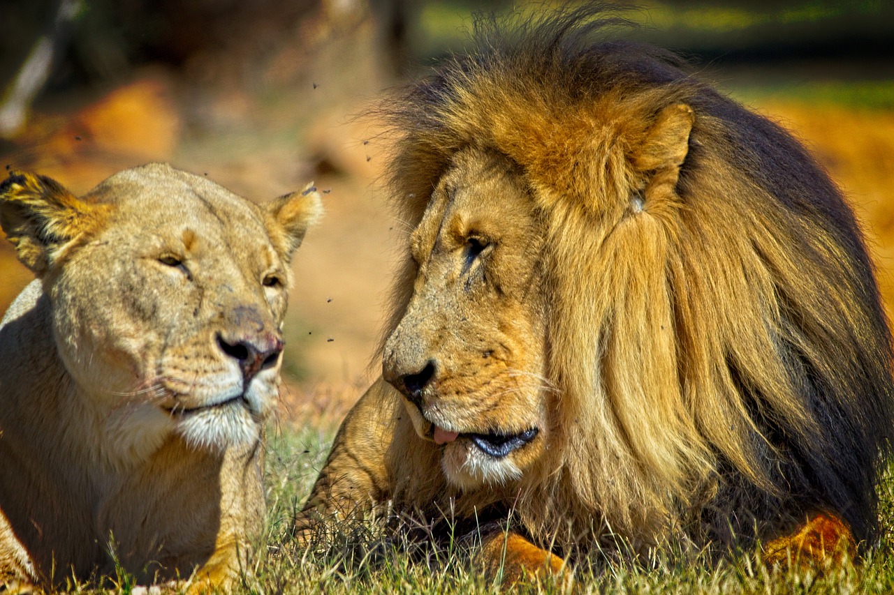 Lion King Lioness Predators Mane  - StephenAntonio / Pixabay