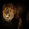 Lion King Wild Cat Cat Big Cat  - minka2507 / Pixabay