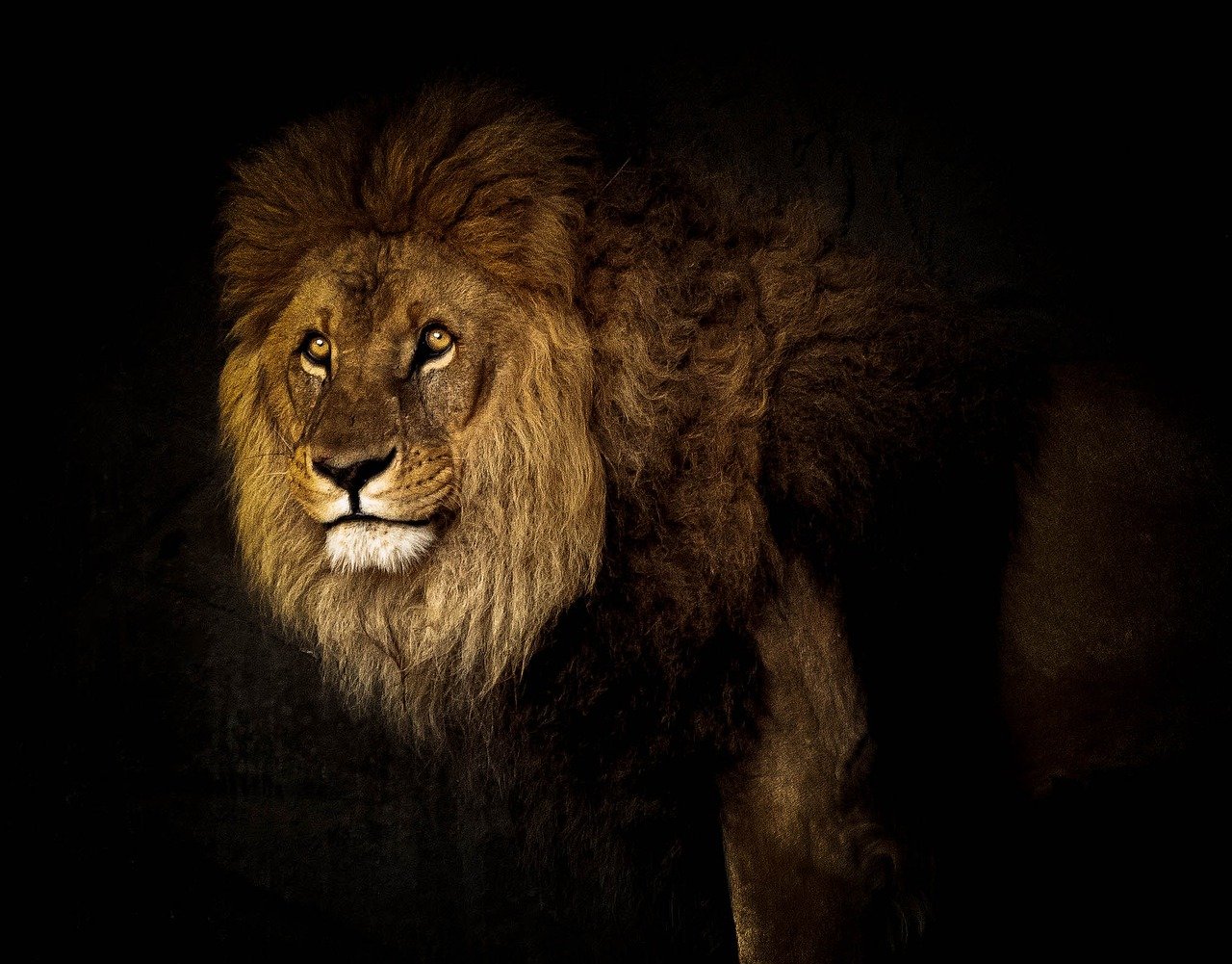 Lion King Wild Cat Cat Big Cat  - minka2507 / Pixabay