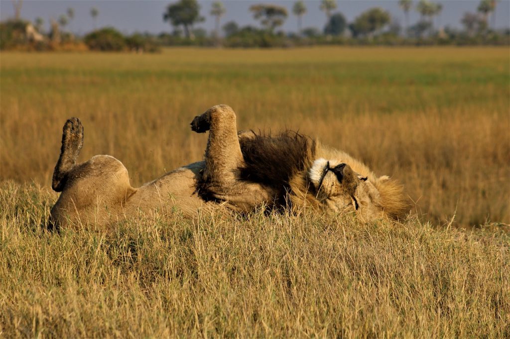 Lion Male Lion King Of The Jungle  - Ru1Schoeman / Pixabay