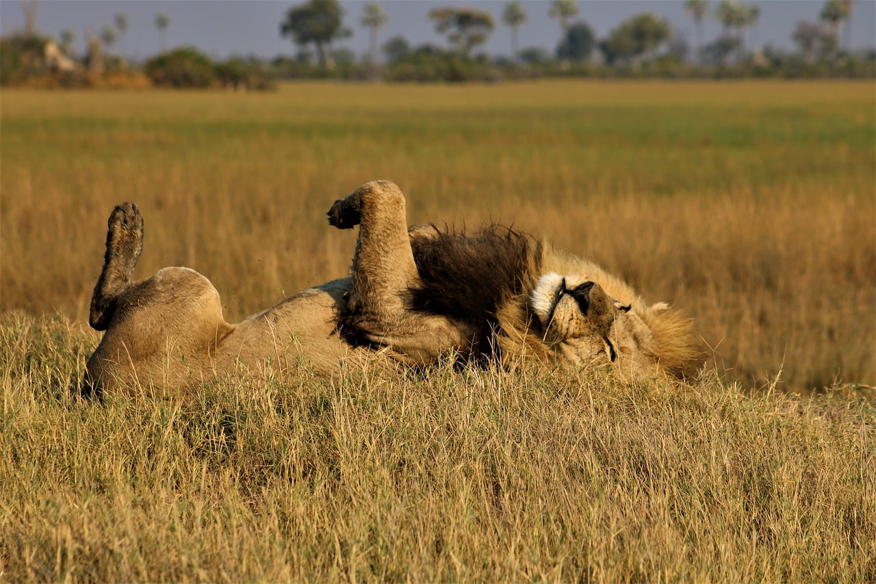 Lion Male Lion King Of The Jungle  - Ru1Schoeman / Pixabay