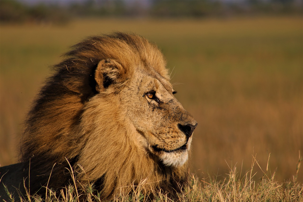 Lion Male Lion King Of The Jungle  - Ru1Schoeman / Pixabay