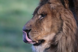 Lion Mane Mammal Africa  - nathalieburblis / Pixabay