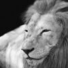 Lion Mane Mammal Feline King  - alexman89 / Pixabay