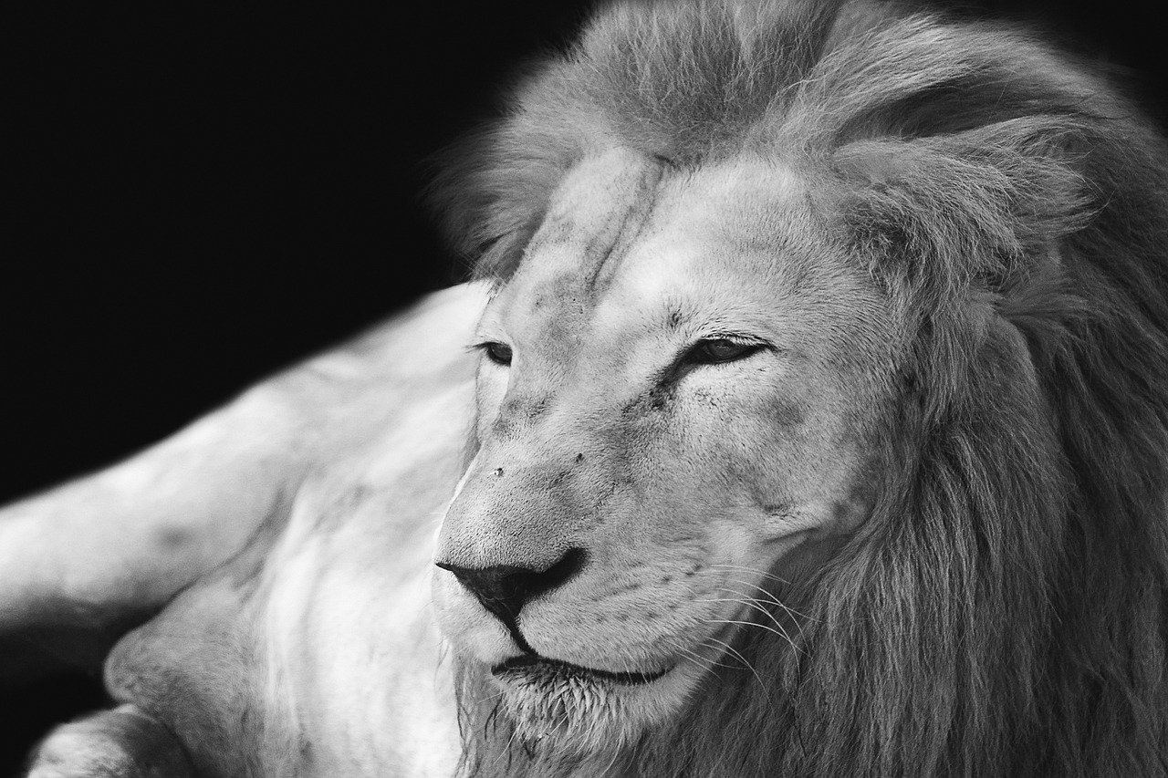 Lion Mane Mammal Feline King  - alexman89 / Pixabay