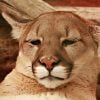 Lion Mountain Lion Feline Cougar  - justieklein / Pixabay