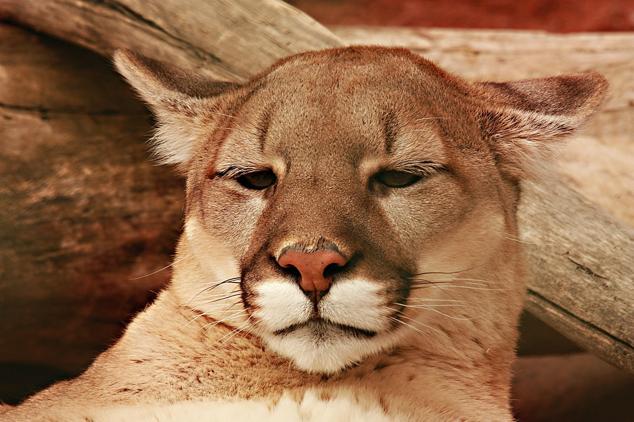 Lion Mountain Lion Feline Cougar - justieklein / Pixabay