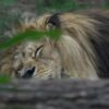 Lion Sleep King Sleeping Asleep  - jotem19 / Pixabay