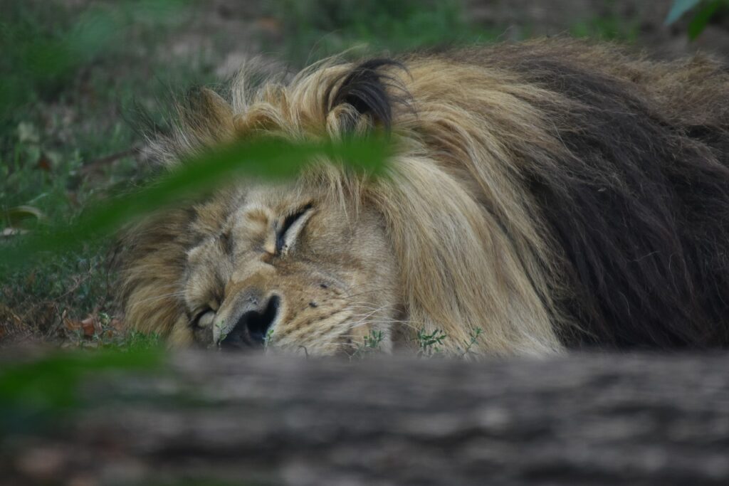 Lion Sleep King Sleeping Asleep  - jotem19 / Pixabay