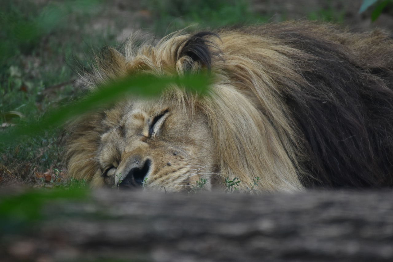 Lion Sleep King Sleeping Asleep - jotem19 / Pixabay