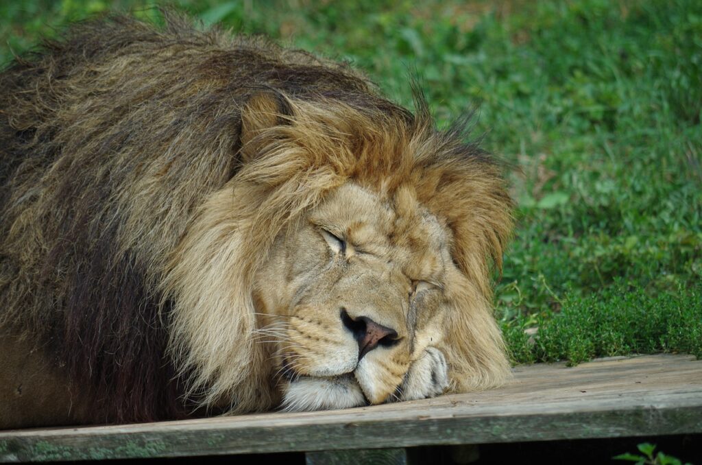 Lion Sleeping Safari Animal Mammal  - Ajale / Pixabay