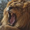 Lion Wild Animal Portrait Big Cat  - muenzi1958 / Pixabay