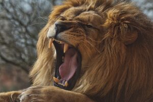 Lion Wild Animal Portrait Big Cat  - muenzi1958 / Pixabay