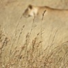 Lion Wildlife Predator Hunting  - lorilorilo / Pixabay