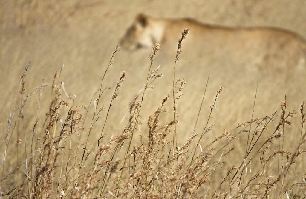 Lion Wildlife Predator Hunting  - lorilorilo / Pixabay