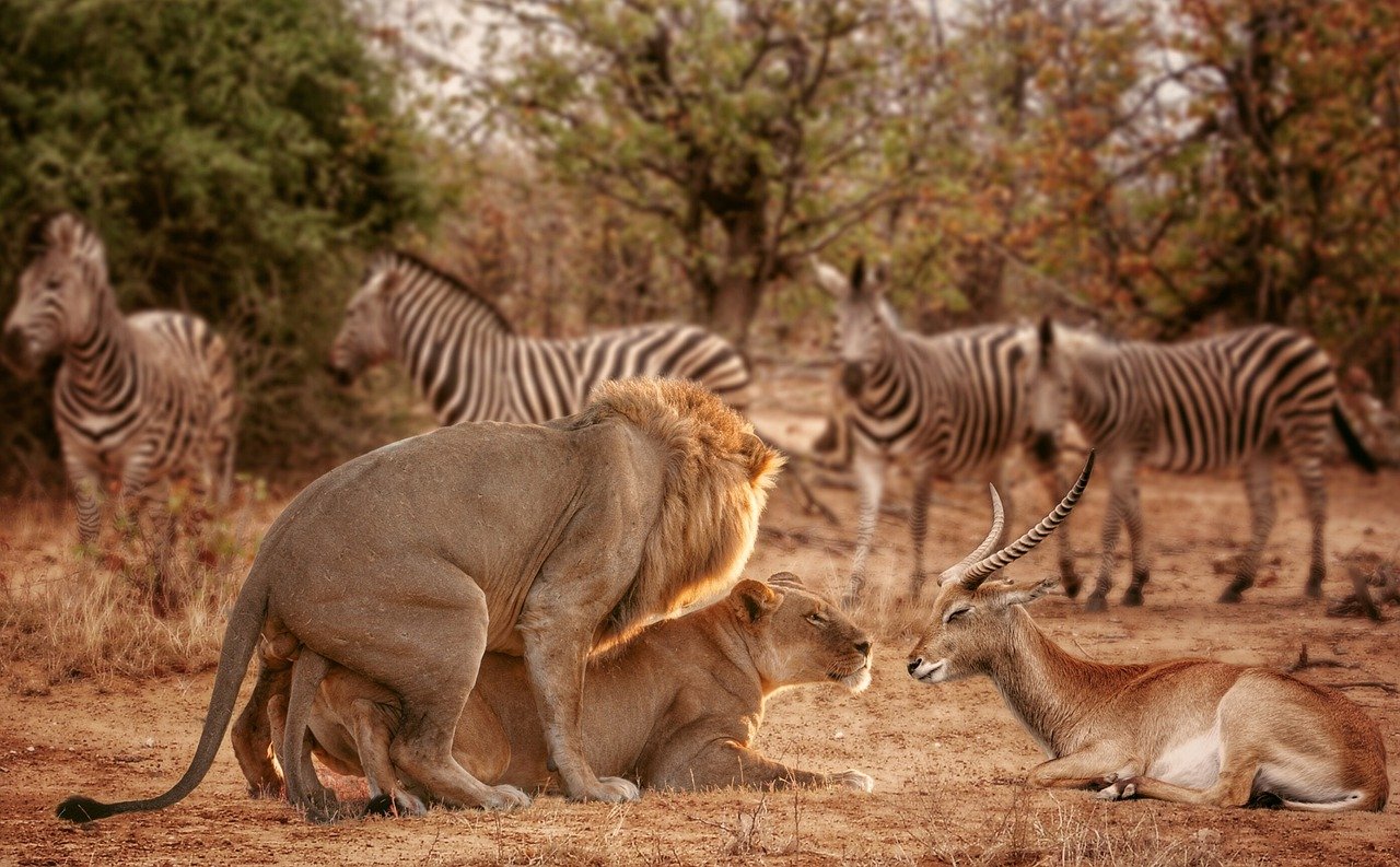 Lion Zebra Antelope Funny Animal  - ThomasWolter / Pixabay