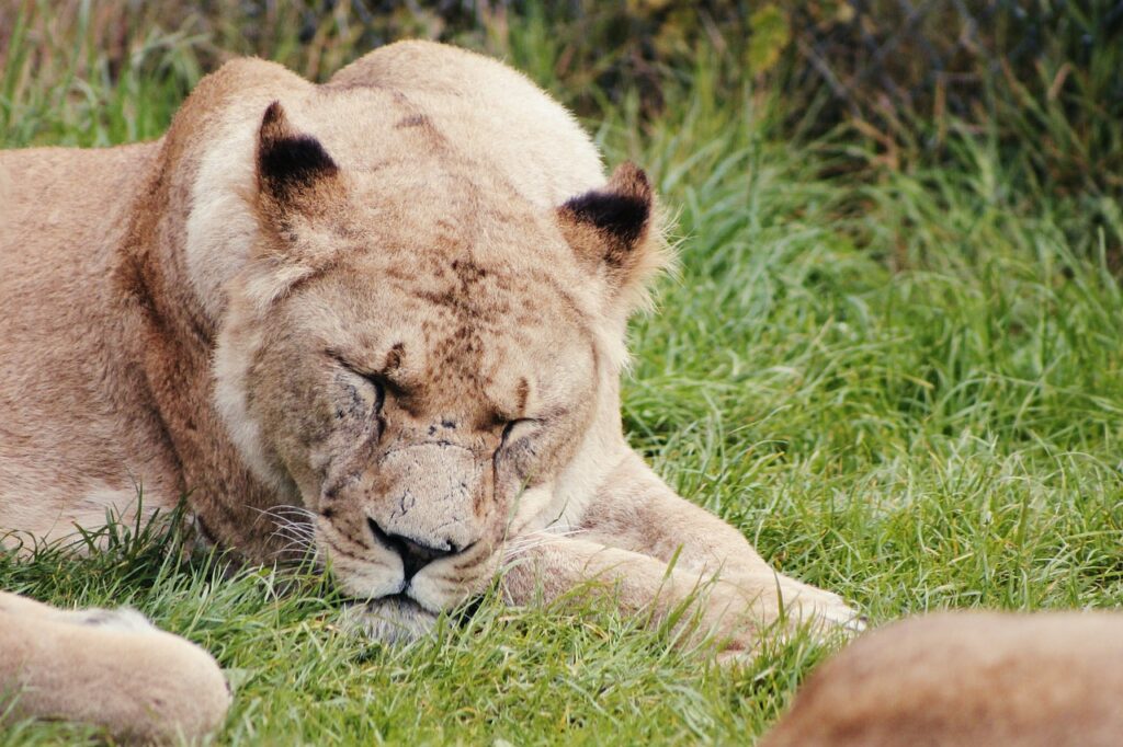 Lioness Animal Zoo Lion Female  - Tirriko / Pixabay