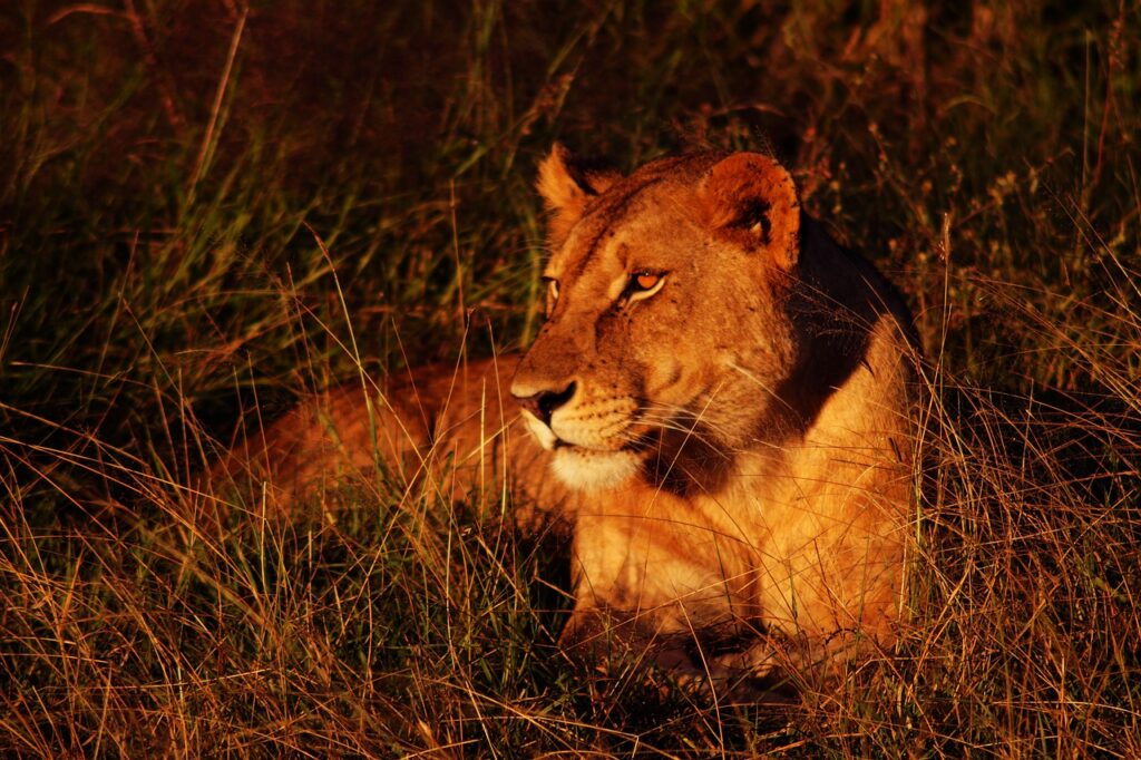 Lioness Lying Down Big Cat Wild Cat  - MarkétaŠlehoferová / Pixabay
