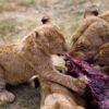 Lions Mother Lion Predator Nature  - MankaSeptember / Pixabay