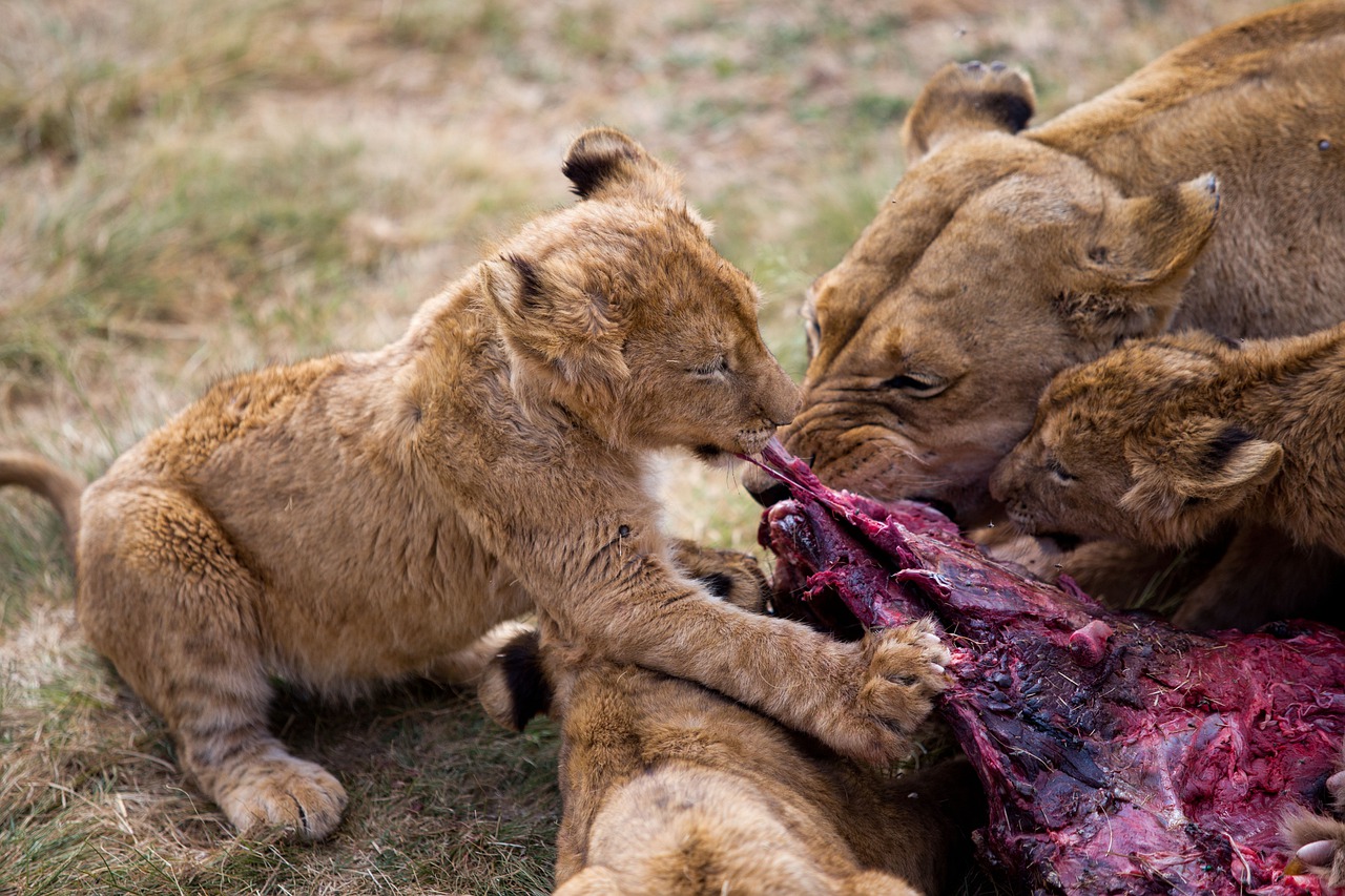 Lions Mother Lion Predator Nature - MankaSeptember / Pixabay
