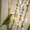 Little Bird Japanese White Eye  - Kanenori / Pixabay