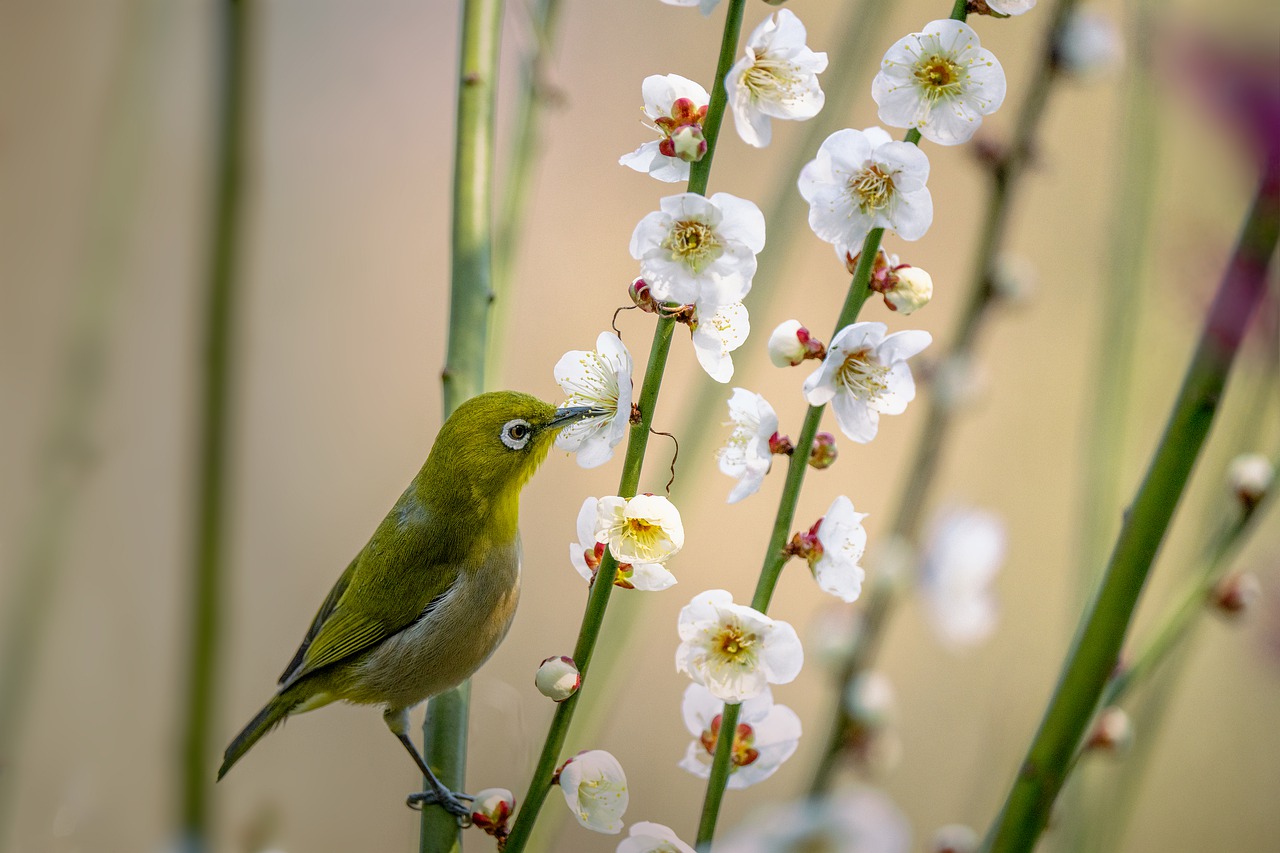 Little Bird Japanese White Eye - Kanenori / Pixabay