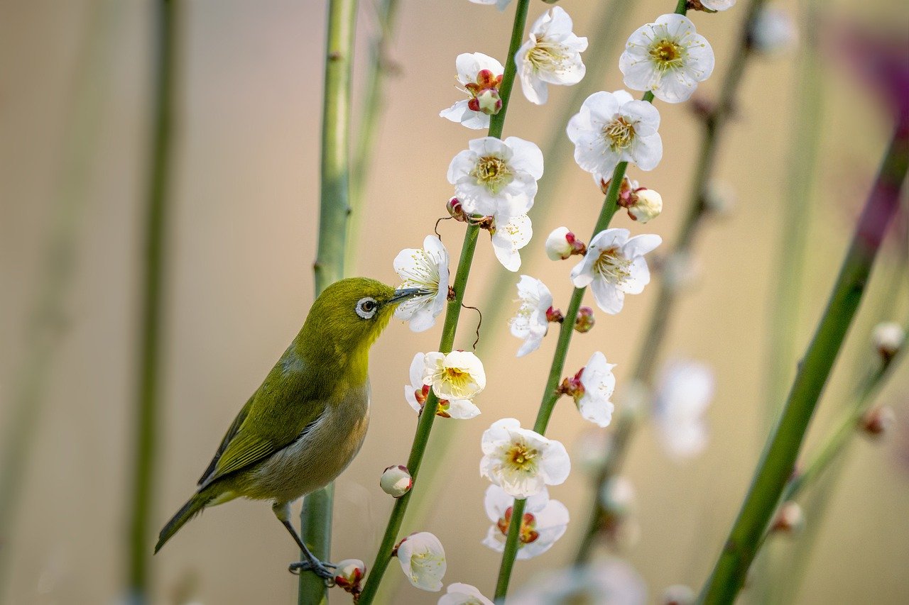 Little Bird Japanese White Eye - Kanenori / Pixabay