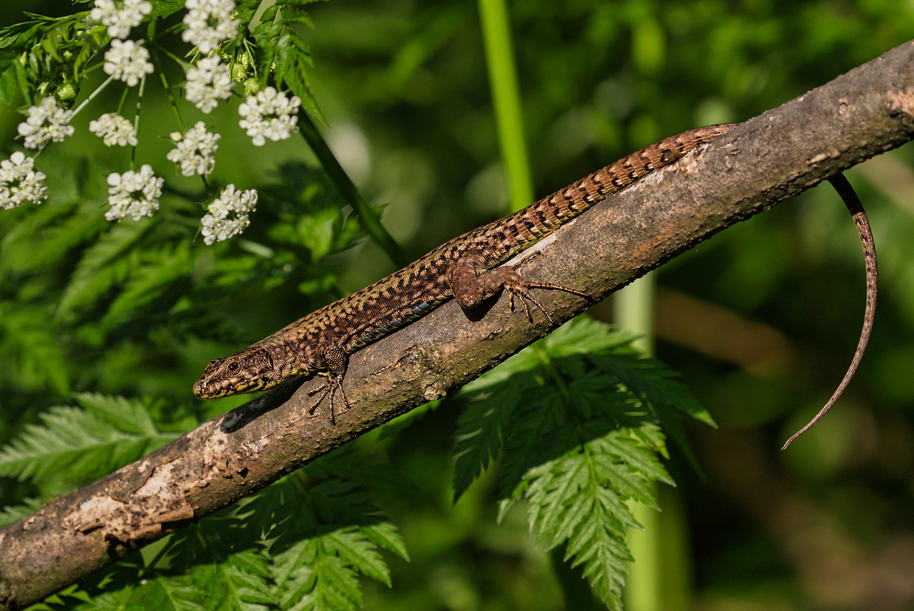 Lizard Reptile Animal Wildlife - Pixamio / Pixabay