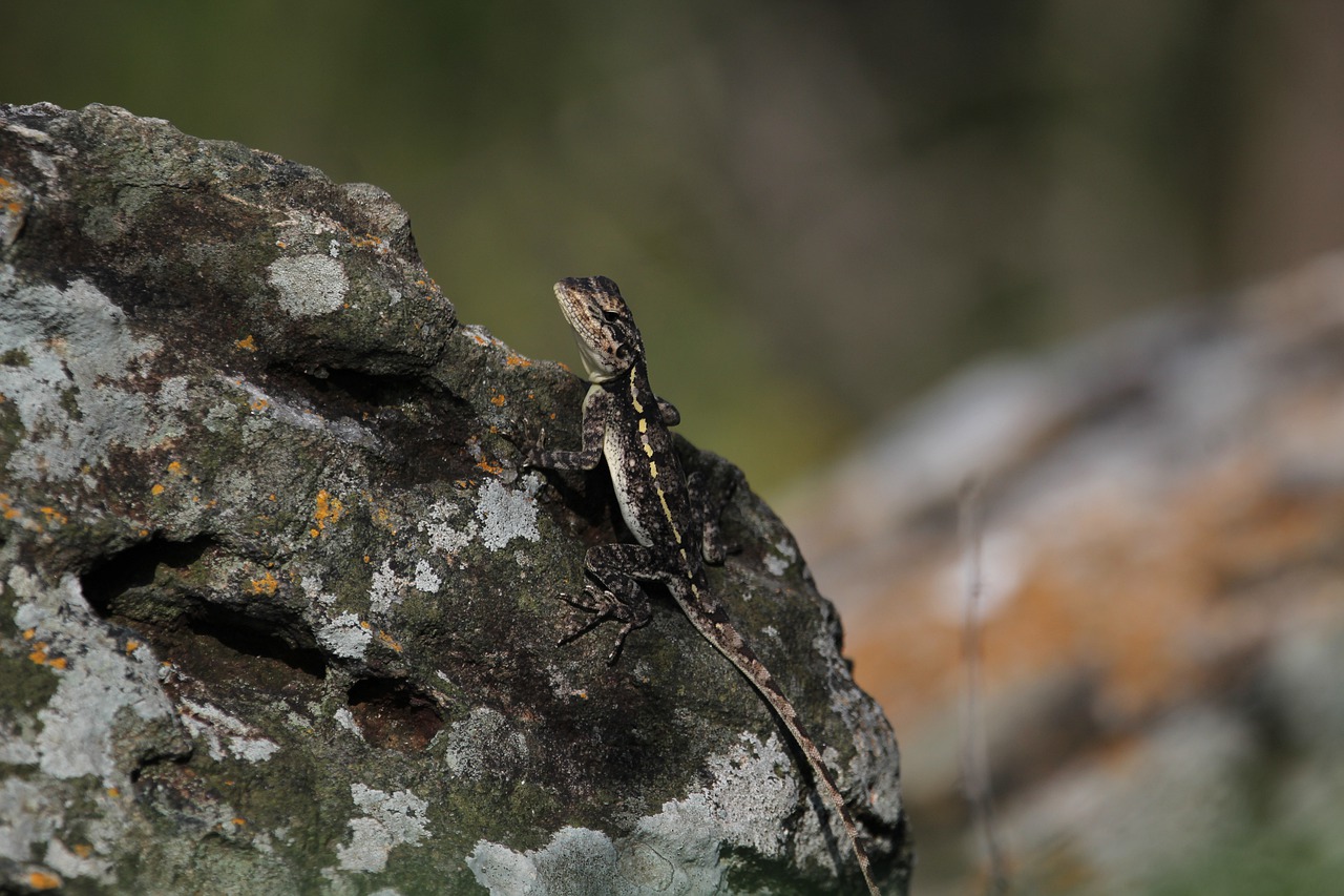 Lizard Reptile Scaly Animal  - SriramKC / Pixabay