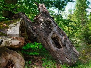 Log Old Dead Wood Nature Tribe  - Antranias / Pixabay