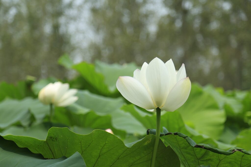 Lotus Flower Leaves Blooming  - JohnToby / Pixabay