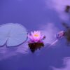 lotus flower lily pad pond 1205631