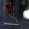 Love Gold Rose Cemetery Grave Dead  - DtheDelinquent / Pixabay