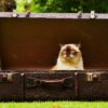 Luggage Antique Cat  - Alexas_Fotos / Pixabay