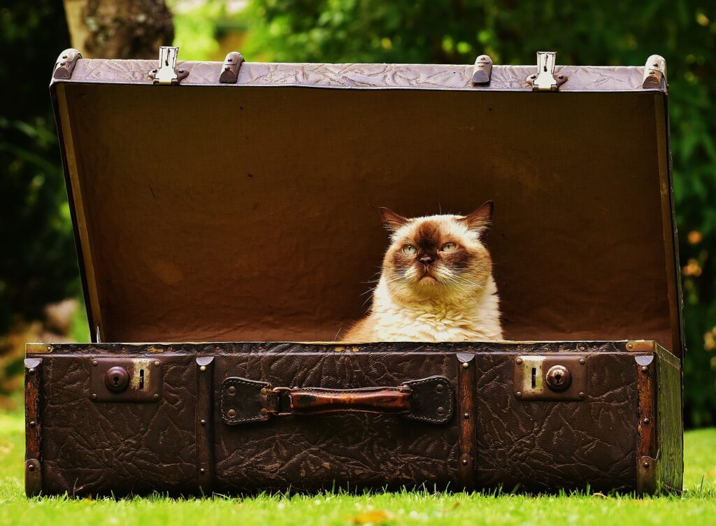 Luggage Antique Cat  - Alexas_Fotos / Pixabay