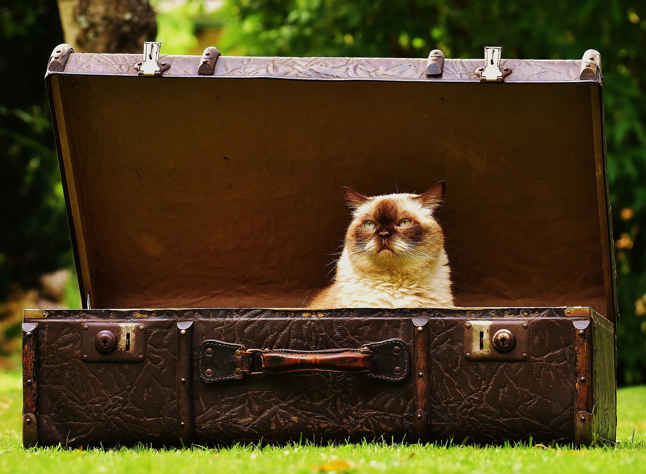 Luggage Antique Cat - Alexas_Fotos / Pixabay